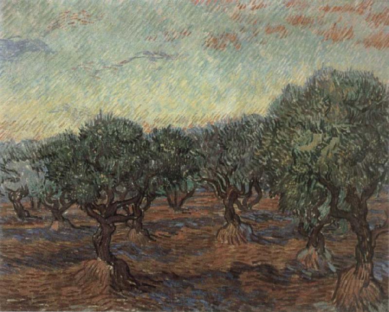 Vincent Van Gogh Olive Orchard,Saint-Remy Spain oil painting art